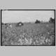 SunflowerPlantationblacksmithshopthumb.jpg