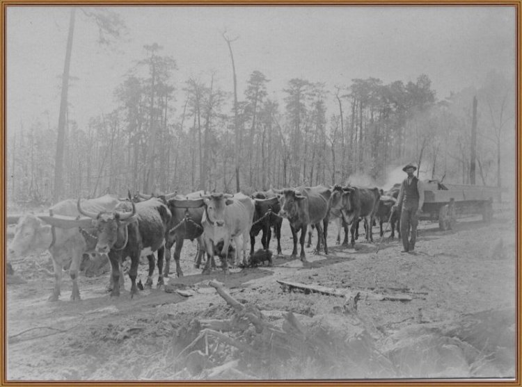 Oxteams hauling logs to mill early 1900s